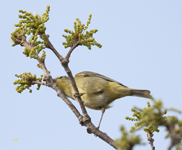 Orange crowned Warbler 2164